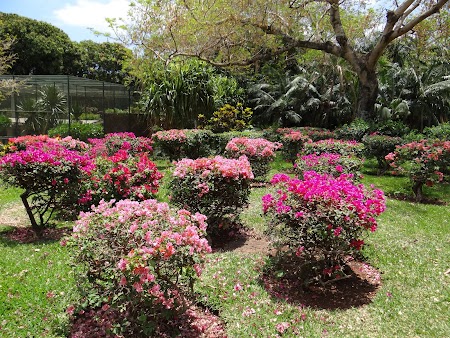 Flori tropicale in Mauritius