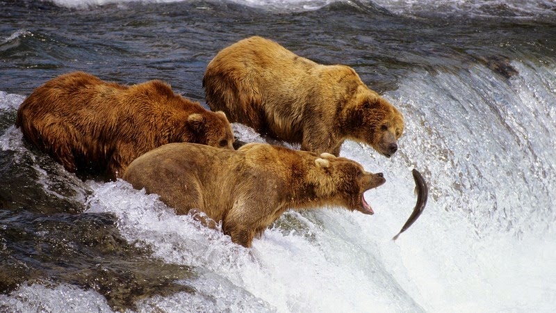 brooks-falls-bears-1