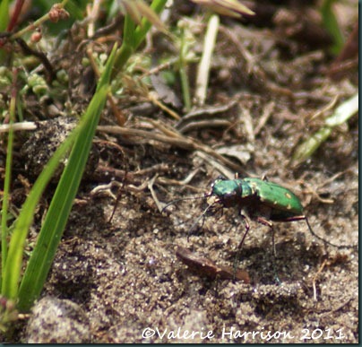 9-green-tiger-beetle