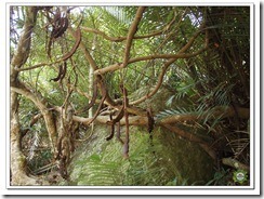 レインボーフィッシュ: カラフルできらめく水族館の住人