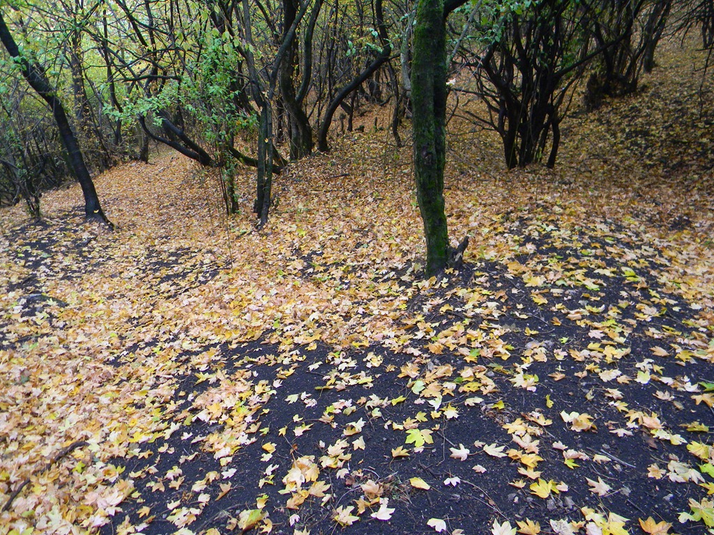 [DSCN44103.jpg]