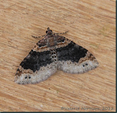 Twin-spotted-Carpet
