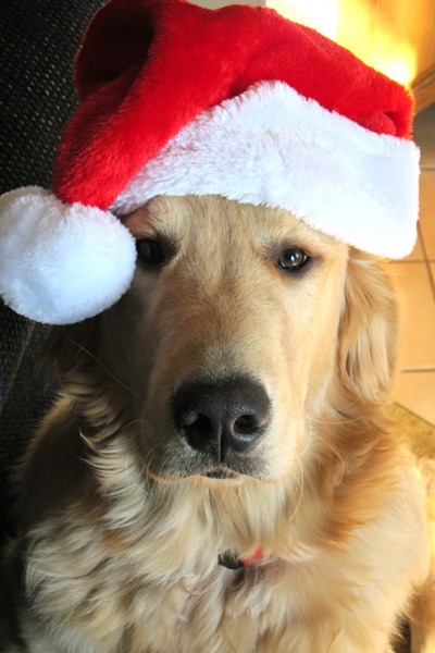[perro%2520gorritos%2520navidad%2520%252829%2529%255B5%255D.jpg]