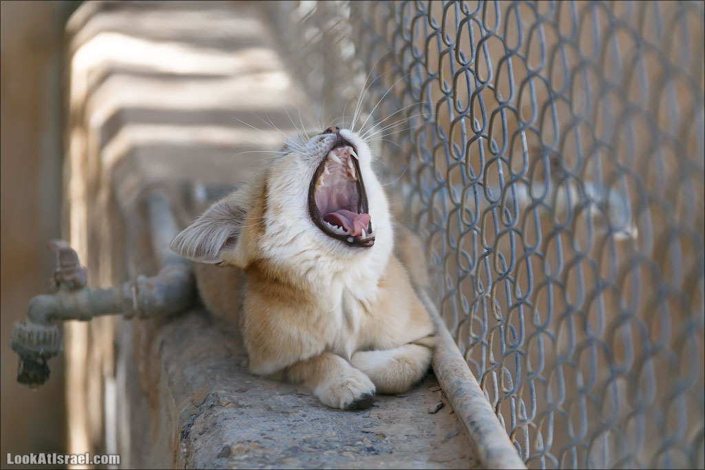 LookAtIsrael.com - Заповедник библейских животных Хай Бар | Hai Bar reserve | חי בר