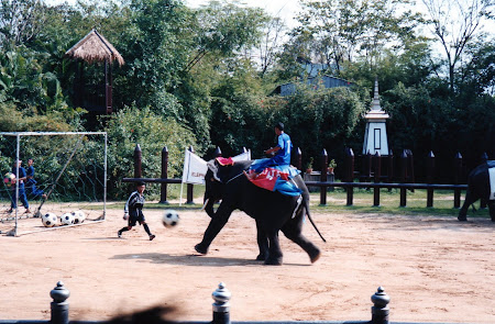 Obiective turistice Bangkok: elefanti joaca fotbal