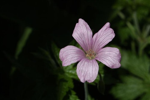 20100602 (5) (Small)