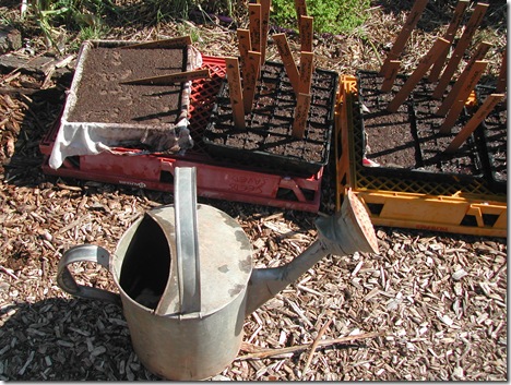 Seed trays lined with old cotton cloth form shallow trays for bulk plantings of lettuce seed, spring onions and Chinese wombok. This heirloom watering can is used to fetch pure rainwater from the tanks to get the seedlings started; the salt content of rain water (unlike Adelaide's town water) is zero.