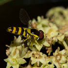 Yellow-shouldered Hover Fly