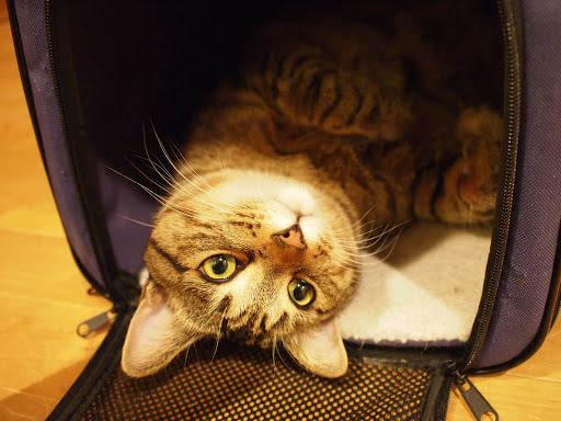 [写真]「猫小屋」ことキャリイーの中で仰向けに寝るグスタフ