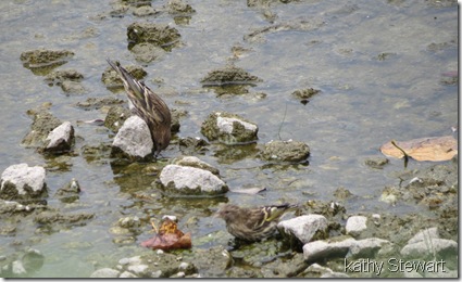 Pine Sisken getting a drink