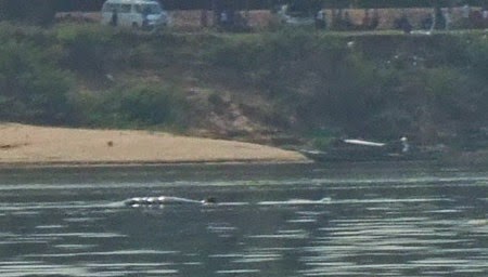 delfines Irawadi en el Mekong