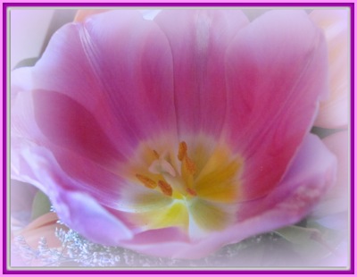 Pink tulip bloom