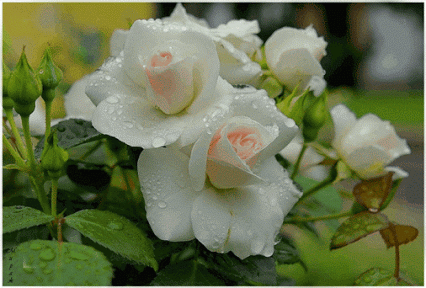 rosas%2520mexendo.gif