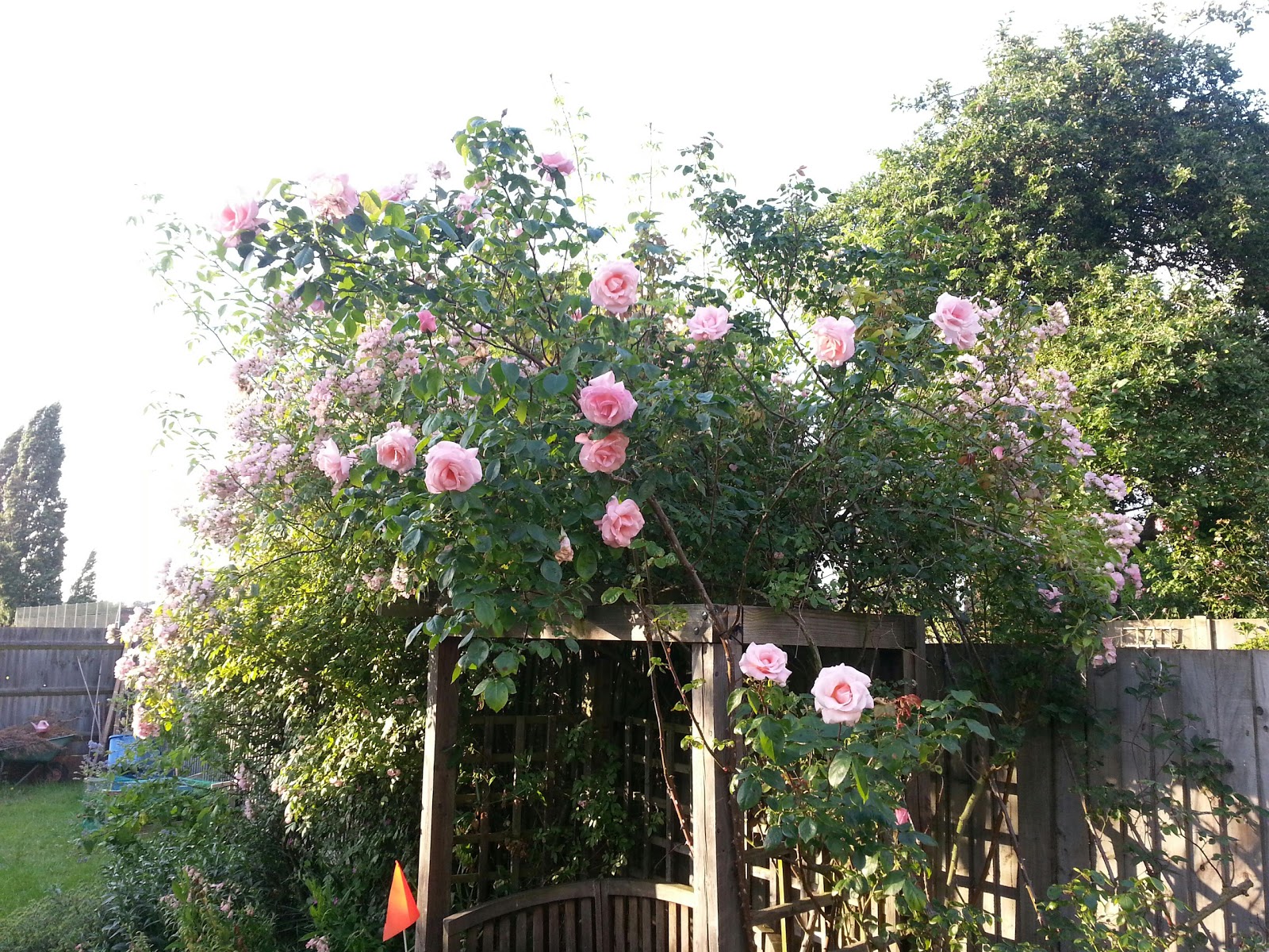 The Nursery Roses...