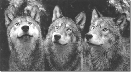 wolf-pack