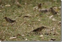 Fan-tailed Widowbirds