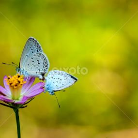 A Couple by Agus Prasetya - Animals Insects & Spiders