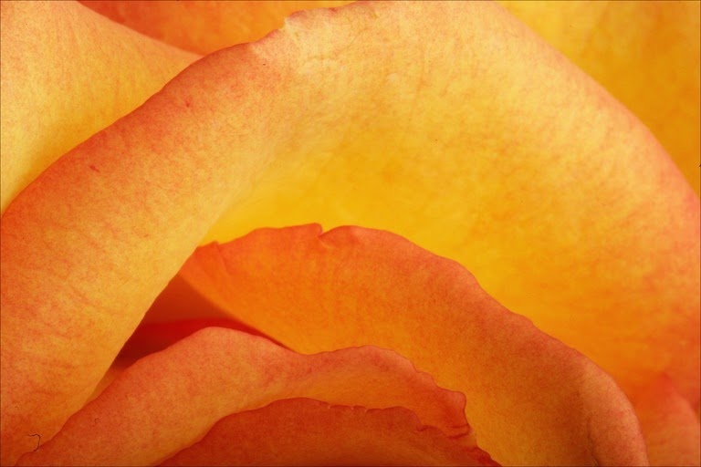 [rose-closeup4.jpg]