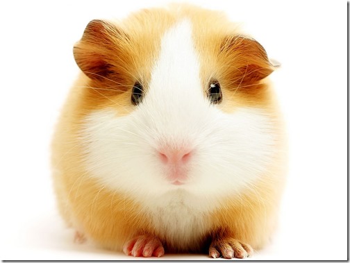 hamster grande imagen (7)