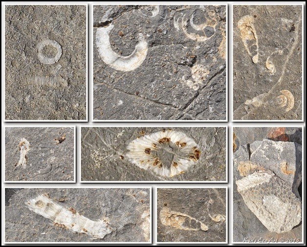 2015 Viewpoint Fossils