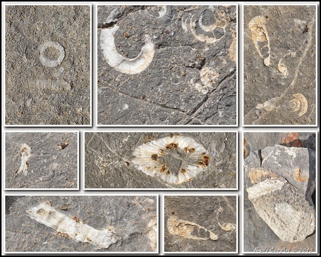 2015 Viewpoint Fossils 2015 Viewpoint Fossils