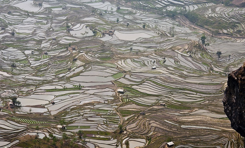 yunnan-rice-terraces2-1