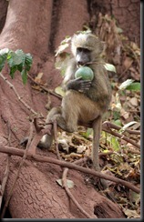 October 22, 2012 vervet monkey