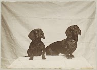 Twee takshonden zittend voor een wit laken