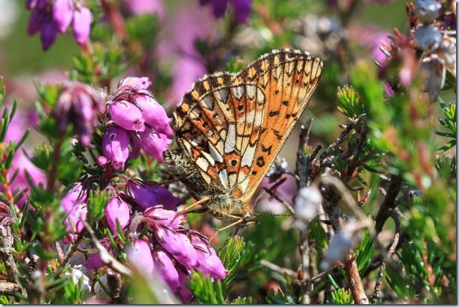Small_Pearl-bordered_Frit-1