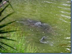 7822 Courtenay Parkway (State Road 3), Merritt Island Wildlife Refuge, Florida - Manatee Observation Deck - Manatee