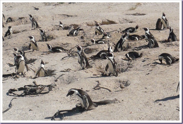 Pinguins-Cape-Town-África-do-Sul-