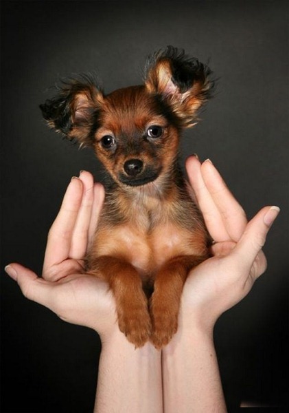 [dogs_047%255B2%255D.jpg]