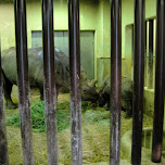 rhinos at ueno zoo in Ueno, Japan 