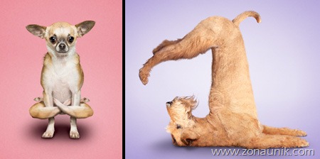 [Anjing%2520Senam%2520Yoga%2520%25281%2529%255B7%255D.jpg]