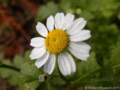 white daisy © Evelyn Howard 2011