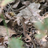 Common wall lizard (female)