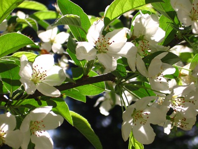 Crab apple blossoms Ideas in Bloom