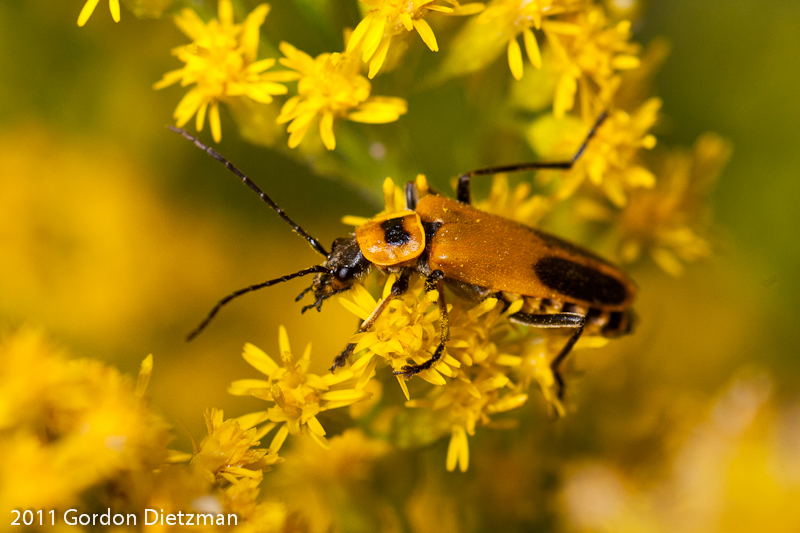 Goldenrod Soldier Beetle Project Noah