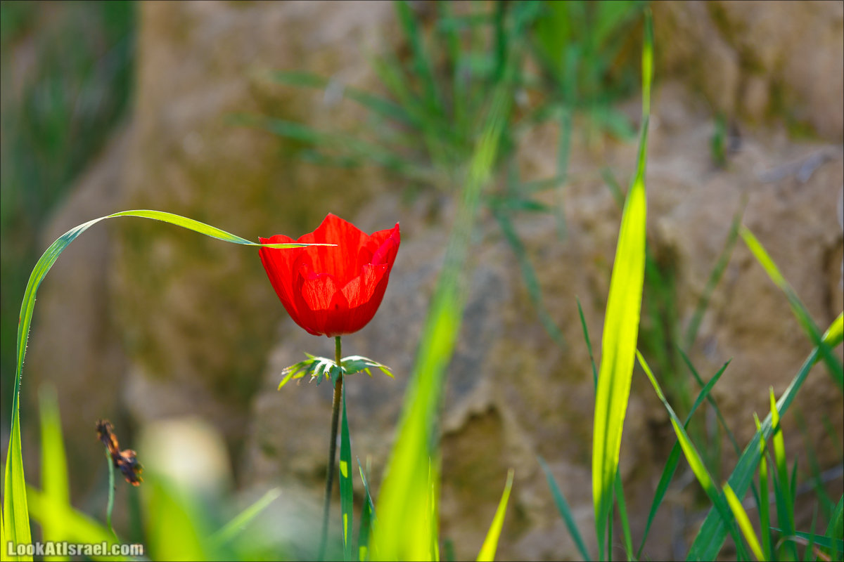 Анемоны (каланиет) пустыни Негев - Фестиваль Даром Адом в LookAtIsrael.com - Фото путешествия по Израилю | Red South festival of anemones in Negev | דרום אדום - קלניות בבארי