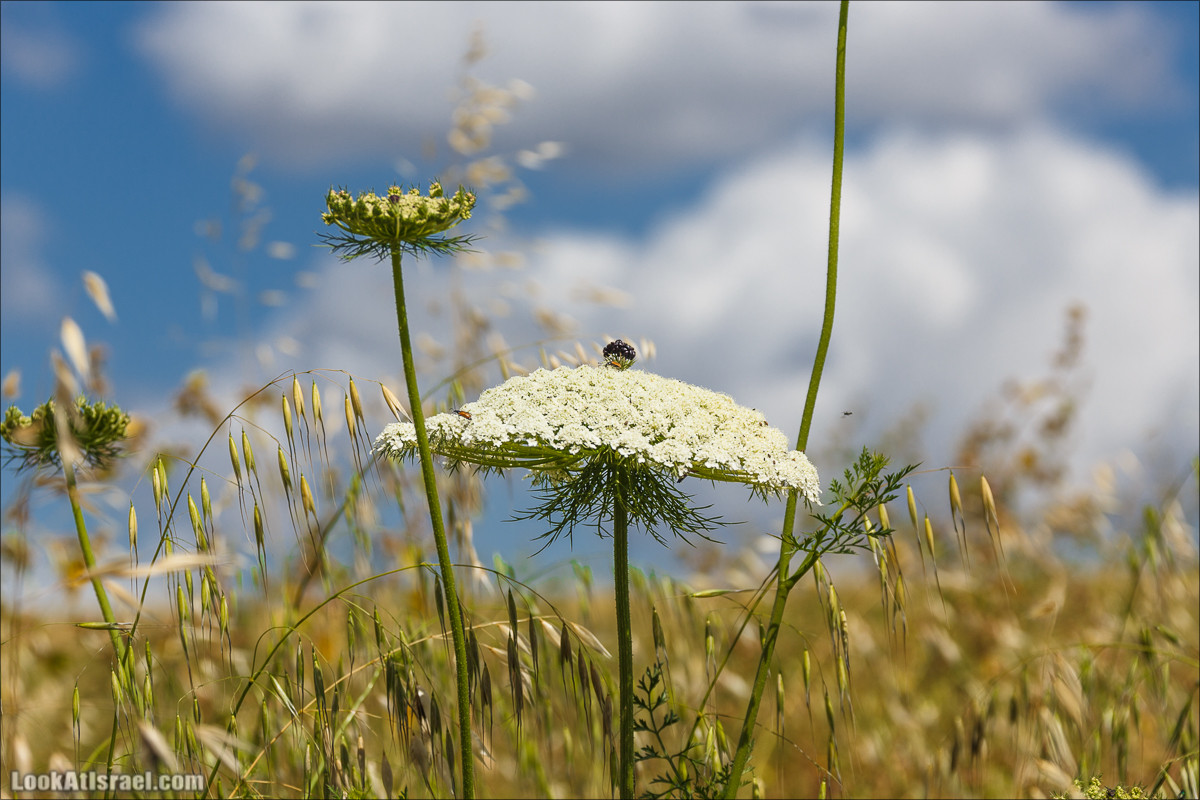 Песах в Долине Родников | Passover in Springs Valley| פסח בעמק המעיינות | LookAtIsrael.com - Фото путешествия по Израилю