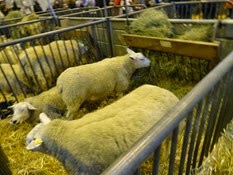 2015.02.26-002 mouton Texel
