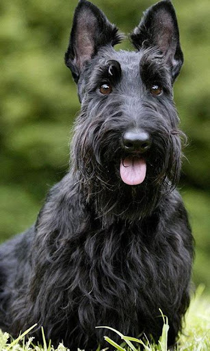 Scottish Terriers Wallpapers