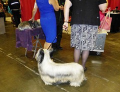 A Skye Terrier with hair handing down to the floor