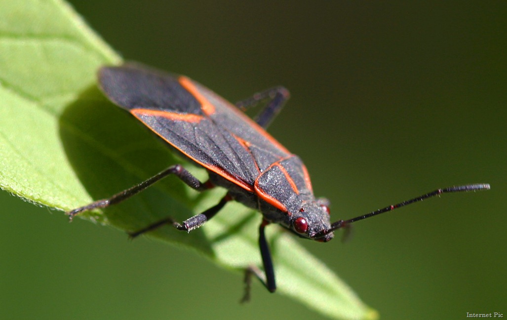 [Boxelder_bug_pittsburgh%255B8%255D.jpg]