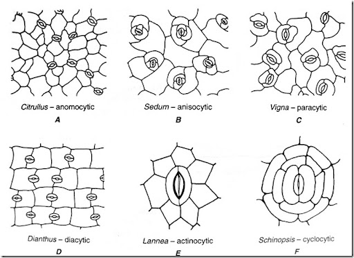 Types Of Stomata In Plants | Plant Science 4 U