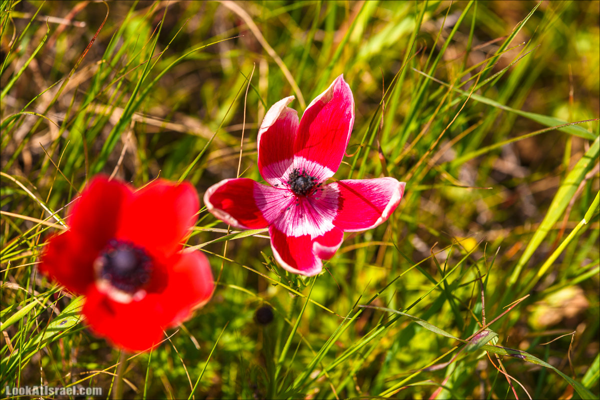 Анемоны (каланиет) пустыни Негев - Фестиваль Даром Адом в LookAtIsrael.com - Фото путешествия по Израилю | Red South festival of anemones in Negev | דרום אדום - קלניות בבארי
