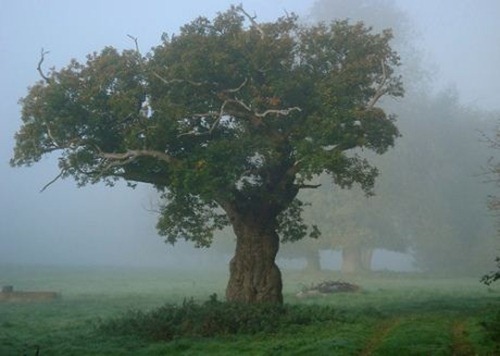 99Oxfordshire-tree