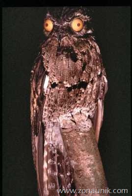 Potoo