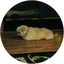 Lorri GILCHRIST profile picture