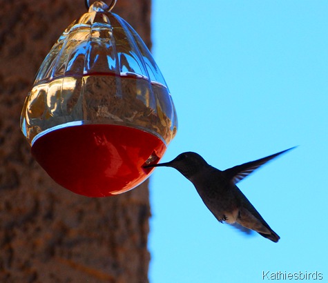 1. anna's hummingbird-kab